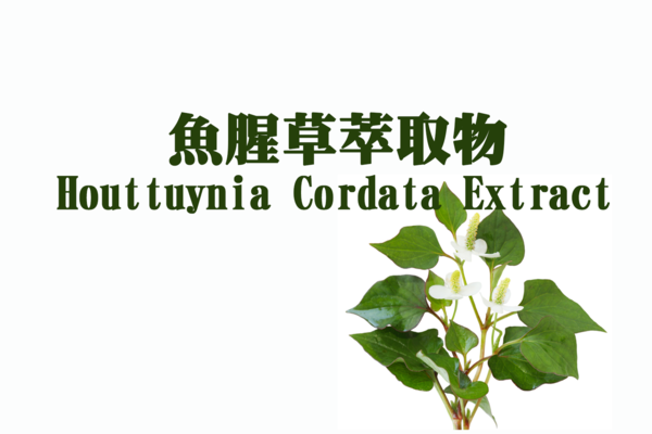 專利 魚腥草萃取物